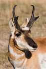 Pronghorn Antelope Buck Art Print